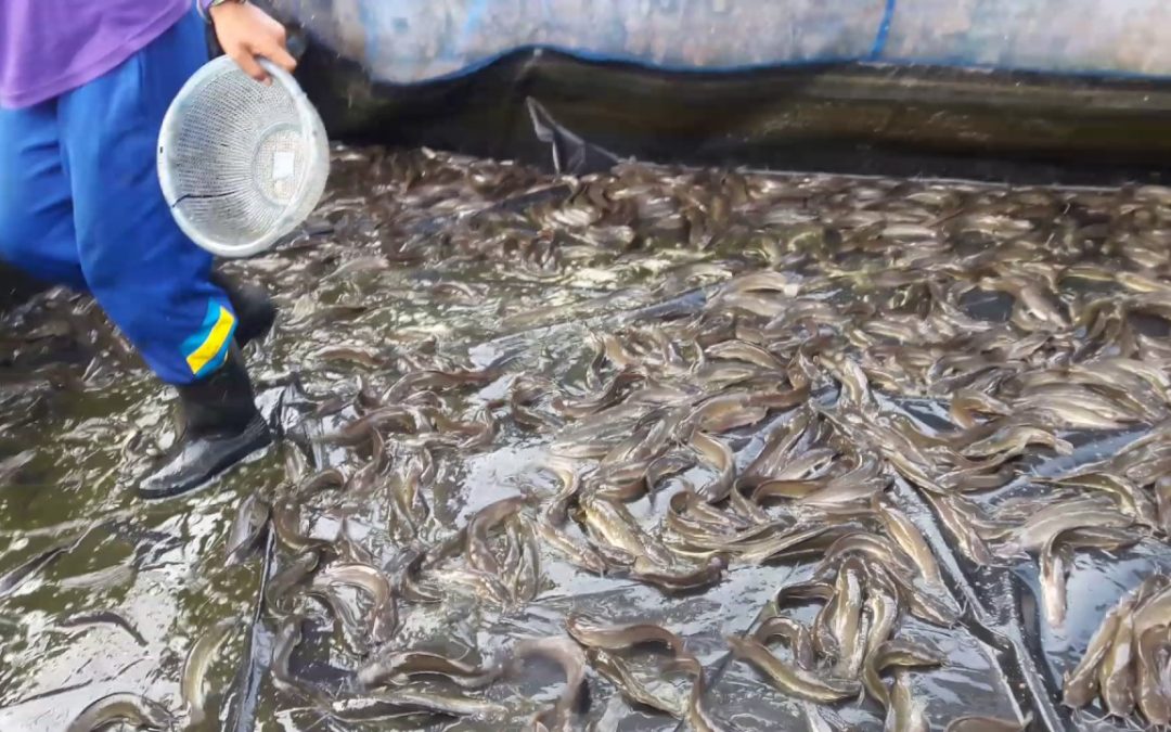 การเลี้ยงปลาดุกในบ่อซีเมนต์กลมแบบง่ายๆ